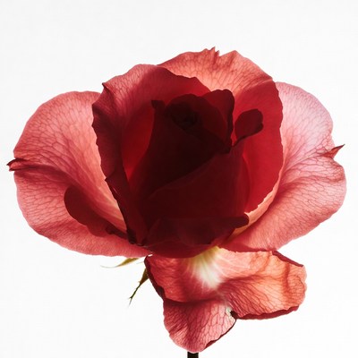 Pink Rose on White Background