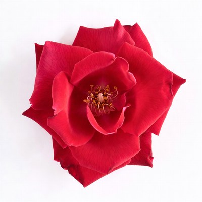 Red Rose Bloom Top View