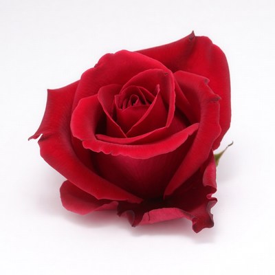 Red Rose on White Background
