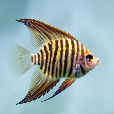 Vibrant Striped Angelfish Swimming Underwater