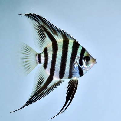 Striped Angelfish on Blue Background