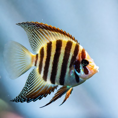 Striped Angelfish Swimming Underwater