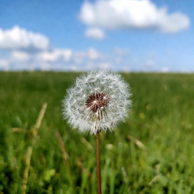 Dandelion in green field blue sky