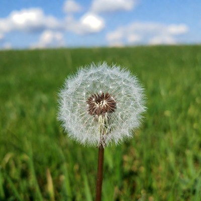 Dandelion in green field