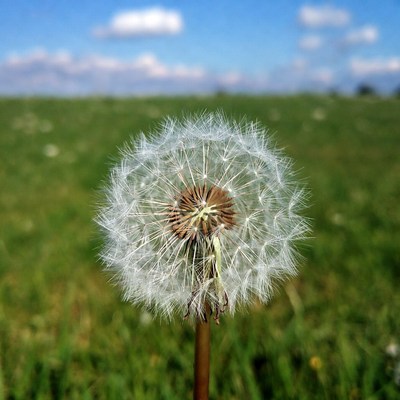 Dandelion on green field