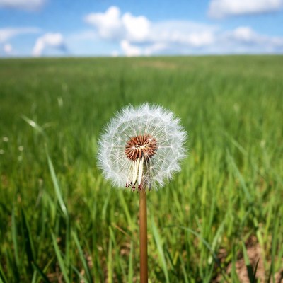 Dandelion in green field