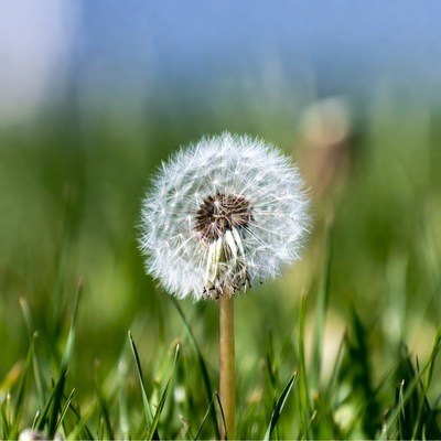 Dandelion on green grass