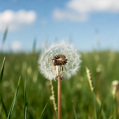Dandelion in green field