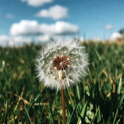 Dandelion in green grass field