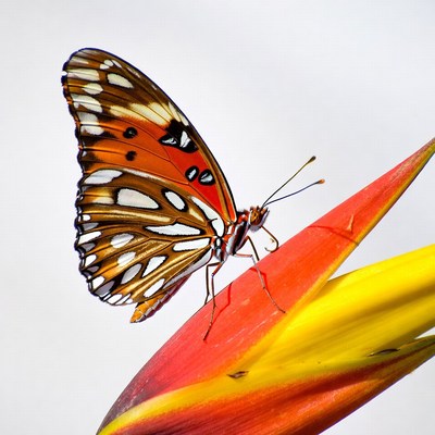 Orange butterfly on red heliconia flower
