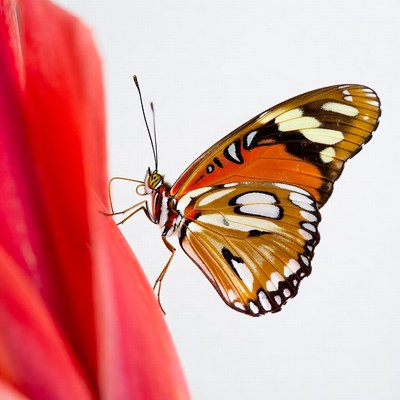 Orange butterfly on red flower