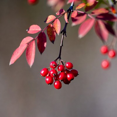 Red Berries on Autumn Branches