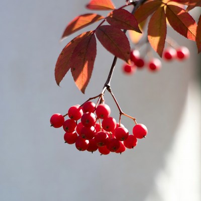 Red Mountain Ash Berries on Branch