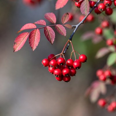 Red Rowan Berries on Autumn Branch