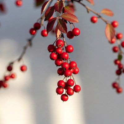 Red Berries on Autumn Branches