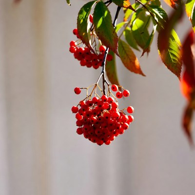 Red berries on green leaves