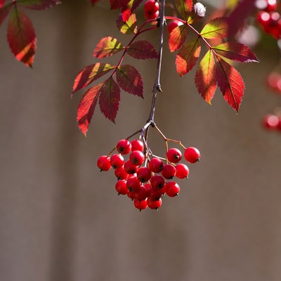 Red Mountain Ash Berries on Branch