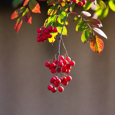 Red Berries on Autumn Branches