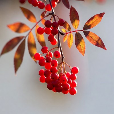 Red Mountain Ash Berries on Branch