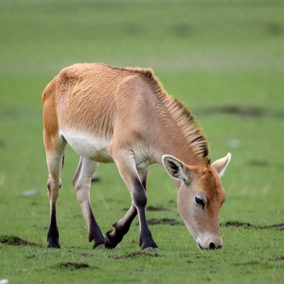 Baby Eland Grazing in Grass