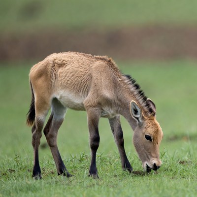 Baby Saiga Antelope Grazing Grass