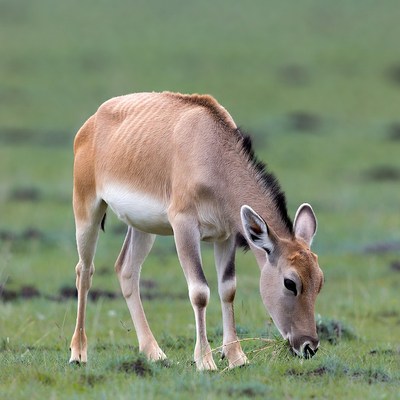 Baby Eland Grazing in Grass