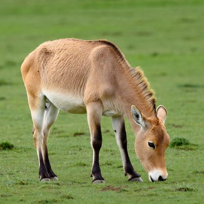 Sassaby Antelope Grazing in Grassland