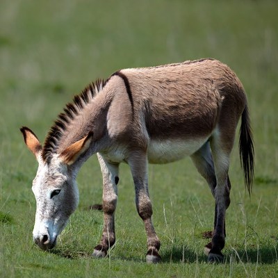 Donkey grazing in green grass
