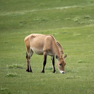 Saiga Antelope Grazing in Grassland