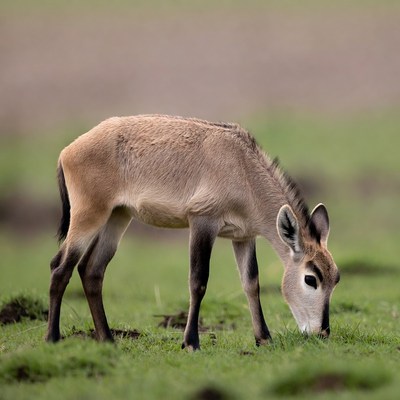 Baby Bat-eared Fox Grazing Grass