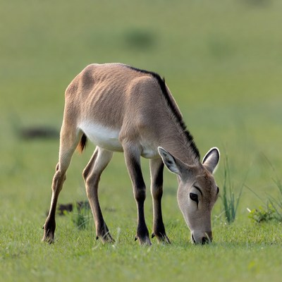 Baby Bat-eared Fox Grazing Grass