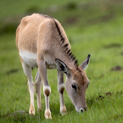 Baby Saiga Antelope Grazing Grass