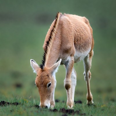 Onager foal grazing in grass