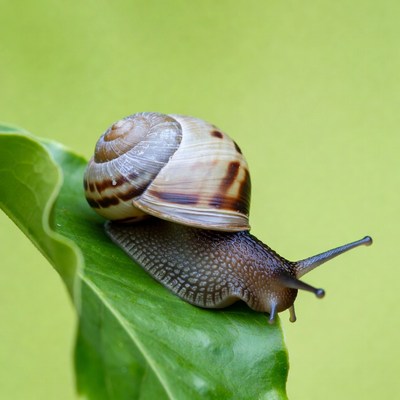 Snail on green leaf