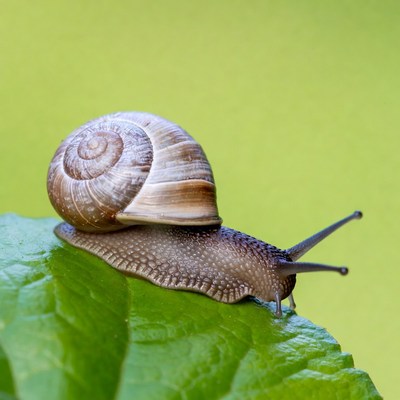 Snail on green leaf