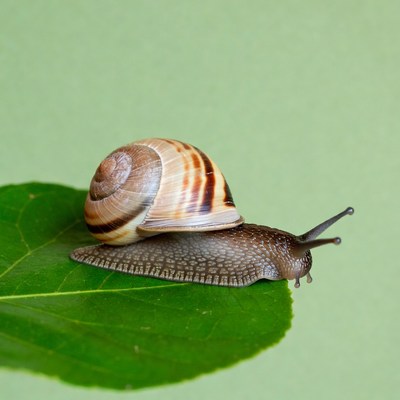 Snail on green leaf