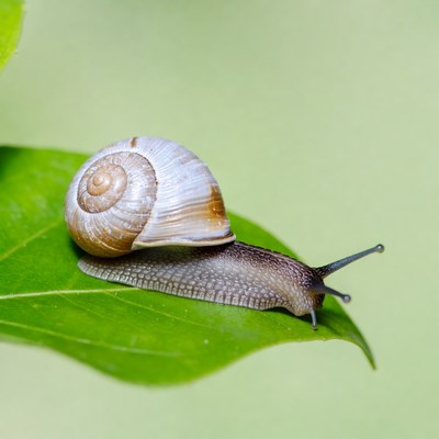 Snail on green leaf