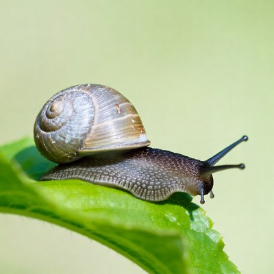 Snail crawling on green leaf