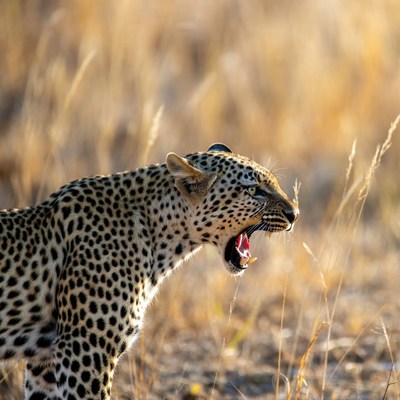 Leopard roaring in tall grass
