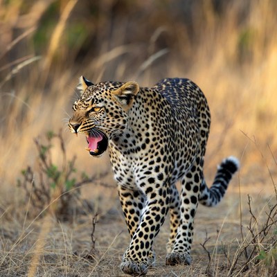 Roaring Leopard in Savanna Grass