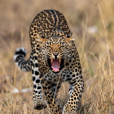 Roaring Leopard in Grass