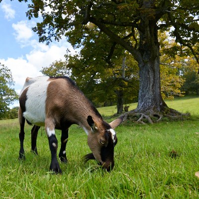 Goat grazing grass near tree