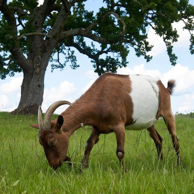 Goat grazing grass under oak tree