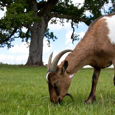 Goat grazing under oak tree