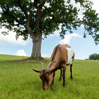 Goat grazing near large oak tree