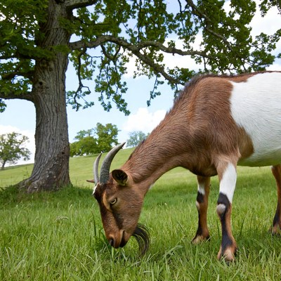Goat grazing grass under oak tree