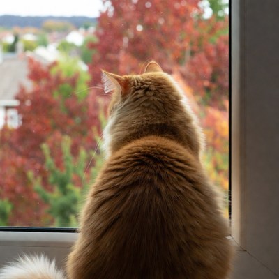 Orange cat looking out window at autumn trees