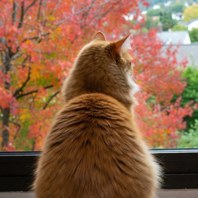 Orange cat looking out window at autumn trees