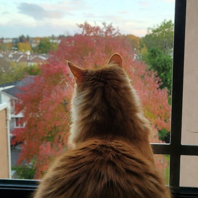 Orange cat looking out window at autumn trees