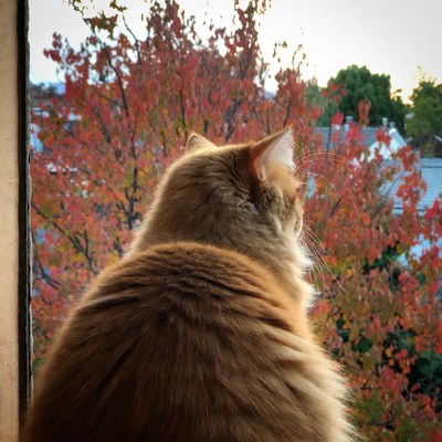 Orange cat gazing at autumn trees